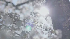Spring Nature - Radiating Sun Behind Blossom Tree - 25FPS PAL