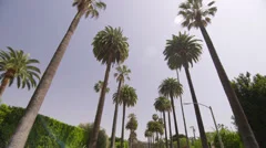 Palm Trees in Beverly Hills Los Angeles California vacation beautiful driving