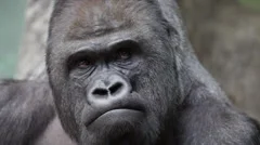 Facial gesture and face caring of a gorilla male, severe silverback