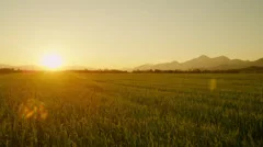 AERIAL: Green wheat field at sunset