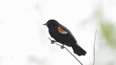 Male red-wing blackbird singing in Lakewood, Colorado