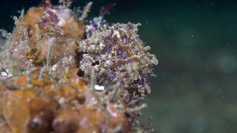 038 - Blue-ring octopus resting on a coral block Stock Footage 77412689