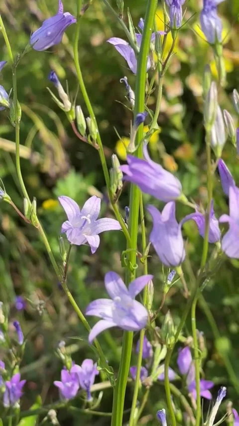 038 Soft Silver Bloom Stock Footage 329178090