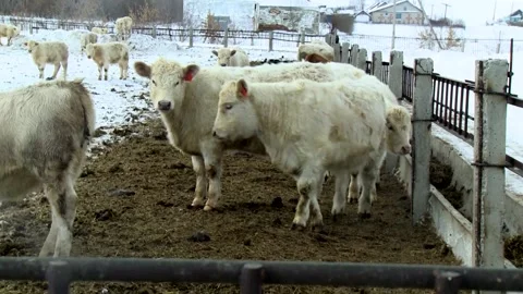 038 Young white cows walk outside on a rural ranch in winter. Stock Footage 167640871