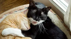 Cats Snuggling Adorable Cute Best Friends Cuddling Sleeping Yawn Yawning Fat