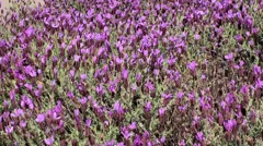 Blooming Lavender (Lavandula stoechas).