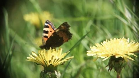 0383 Tortoiseshell butterfly Stock Footage 40353188