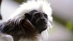 Cotton-top tamarin monkey close up
