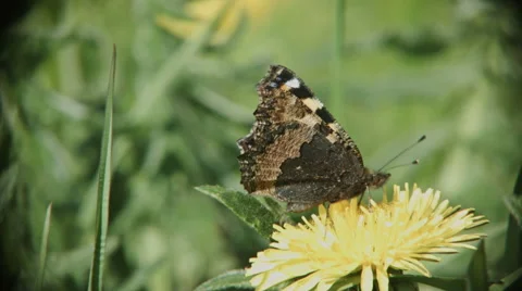 0384 Tortoiseshell butterfly Stock Footage 40355274