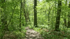 Walking on a Pennsylvania Trail in the Woods Steadicam