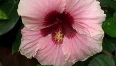 Big pink flower of Hibiscus (Rose of Sharon).