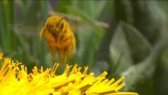 Honey bee on dandelion flower working. Full HD 1920x1080p. Slow-mo