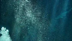 Underwater Bubbles 96fps Slow Motion Tropical Fishes
