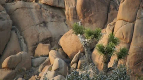 038JoshuaTreeNP Stock-Footage 26663048
