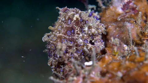 039 - Blue-ring octopus resting on a coral block Stock Footage 77412715