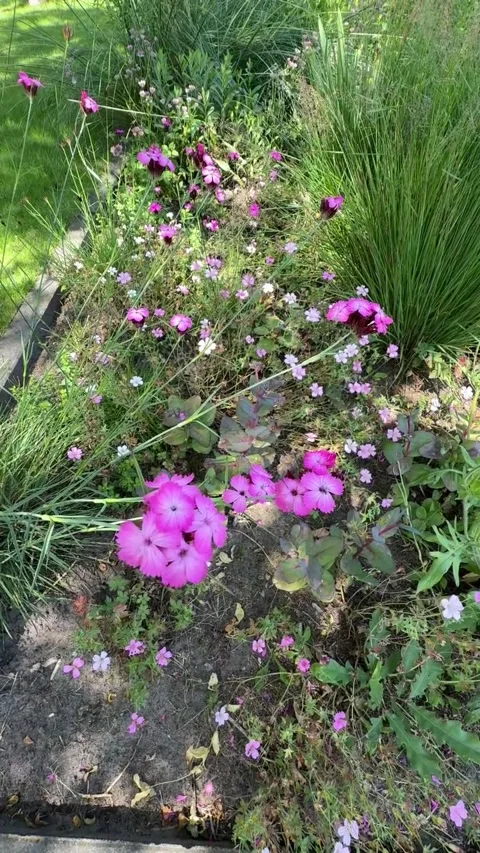 039 Twilight Bloom Motion Video stock 329178092