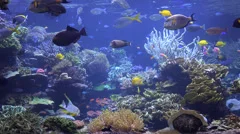 Aquarium, Fish Tank, Marine Animals