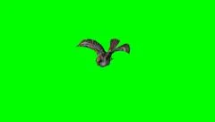 sparrow flying and landing - green screen