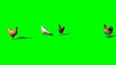 rooster and chickens - green screen