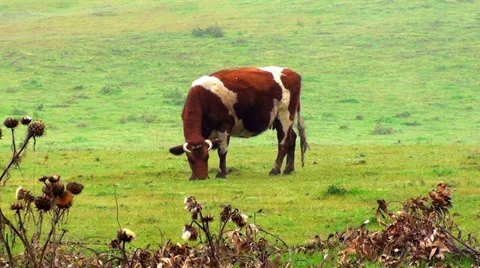 0392 COW VACA HD Stock Footage 35412741