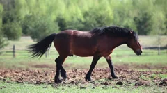 Chestnut male horse in paddock