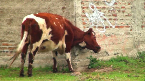 0393 COW VACA HD Stock Footage 35413252