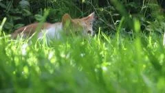 Cat lies in the grass then pounces