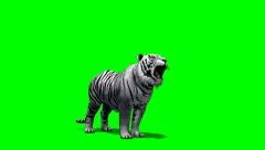 white Tiger roars - green screen