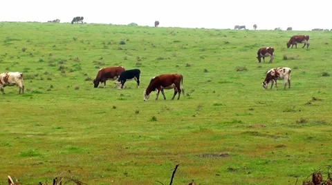0394 COW VACA HD Stock Footage 35413685