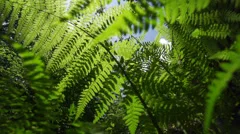 leaf fern sunlit with slow movement