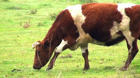 0396  Cow Video stock 35413926