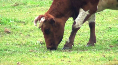 0397  Cow Stock Footage 35413767