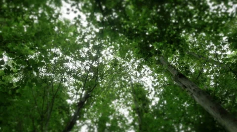 0397 Wood, rotating view Stock Footage 40399416