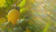 Pan across beautiful citrus fruit lemon tree. Slow motion.