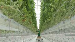 Woman agronomist collects tomatoes in the greenhouse hydroponics 3