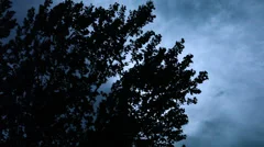 Swaying Trees, Silhouetted Against Ominous Night Sky