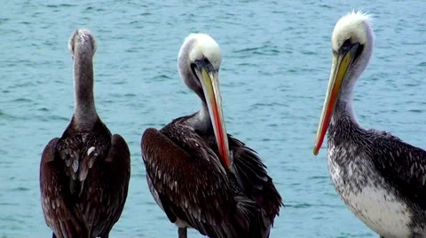 0399 Pelicans Stock Footage 36562145