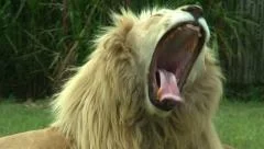 Wild Roaring Lion, in South Africa Wildlife, Lions, Lionesses - HD