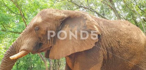 04 African Elephant close encounter sanctuary trunk Stock Photos