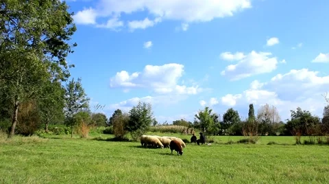 04. Flock of sheep graze in the field. Herd. Blue sky.Sunny day.Tracking shot Stock Footage 43041256