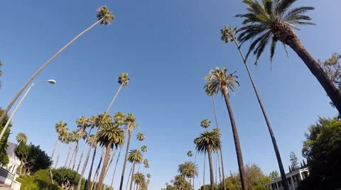 04 Palm Trees Drive. Beverly Hills, Los Angeles - California 1080p Stock Footage