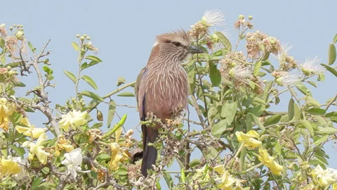 04 Purple Roller Chobe Botswana Stock Footage 148571613