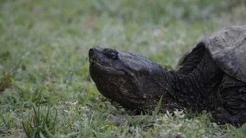 04 Snapping Turtle - Pre-colored - 4K 60P 스톡 동영상 90622882