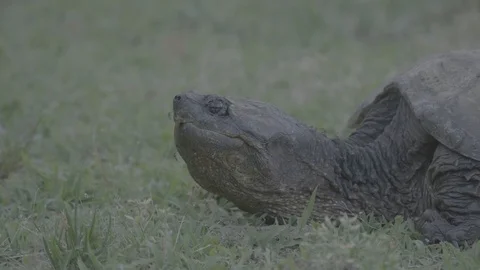 04 Snapping Turtle - Uncolored V-Log - 4K 60P 스톡 동영상 90622999