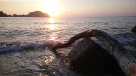 04 sunrise tree sandybeach Stock Footage 145723663