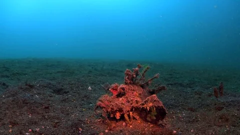 040 - Devil scorpionfish walking over sand 動画素材 77418369
