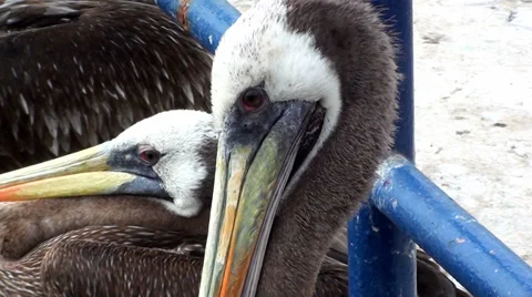 0400 Approaching a pelican Stock Footage 36560685