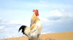 Rooster crows on manure (with sound)