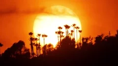 Beautiful sunset sun setting palm trees Hollywood Hills. Los Angeles, California