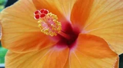 Tropical flower hibiscus close up 4K video